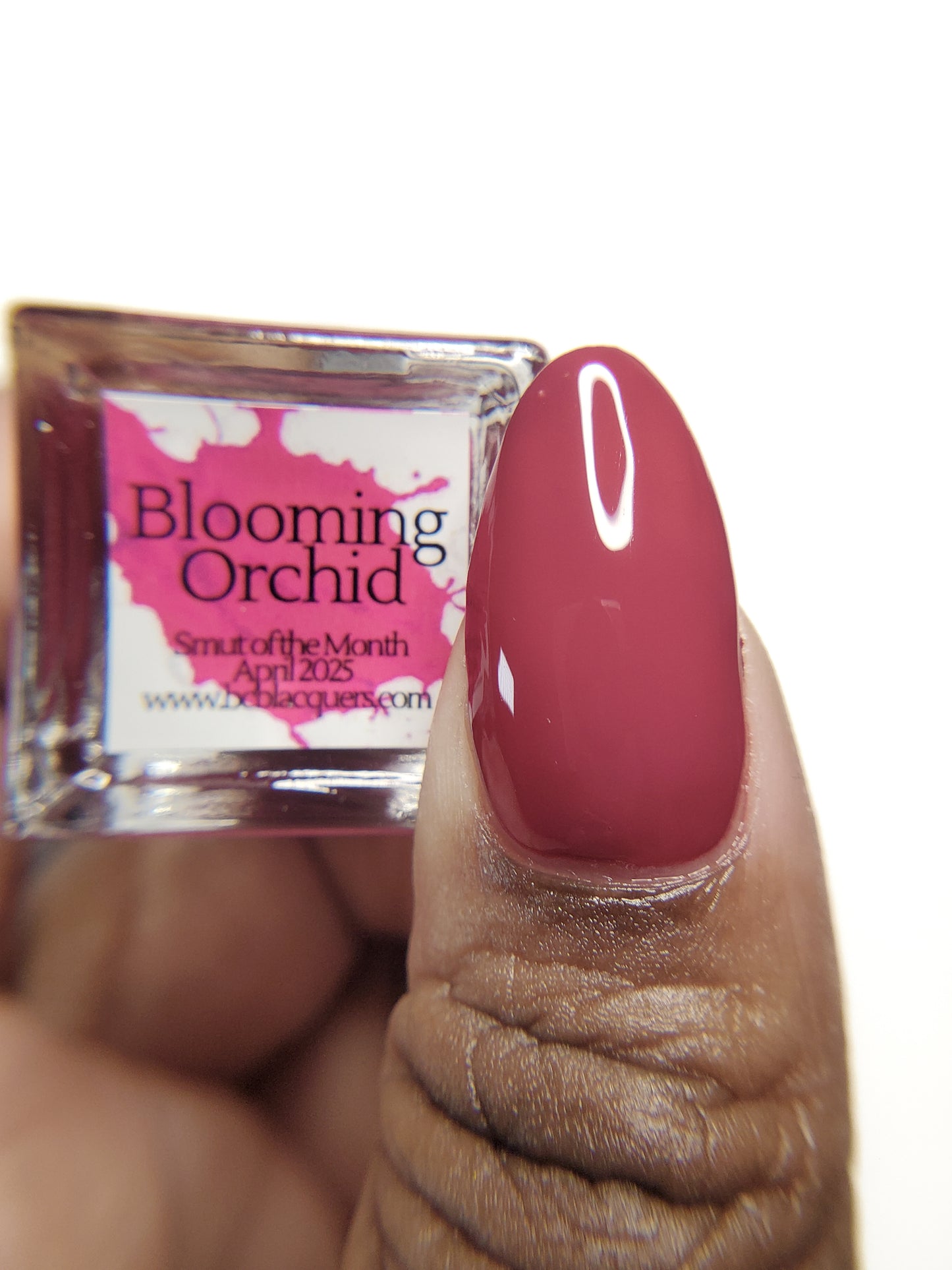 Blooming Orchid